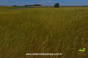 800 Hectares.00_03_00_03.Quadro016_95693c431baa21746cb6da48921afc3c5b90920a.png